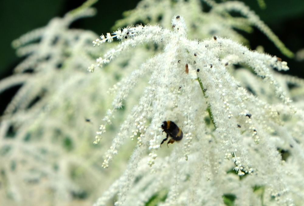 Auf der Astilbe finden auch die Hummeln Futter (7.6.2019; Foto: Klare)