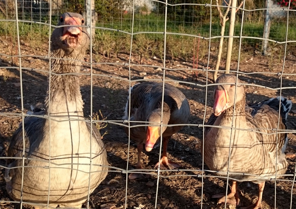 Am Ortsrand bewachen die Gänse lautstark den Hühnerhof (Rhodes, 13.9.2019; Foto: Klare)