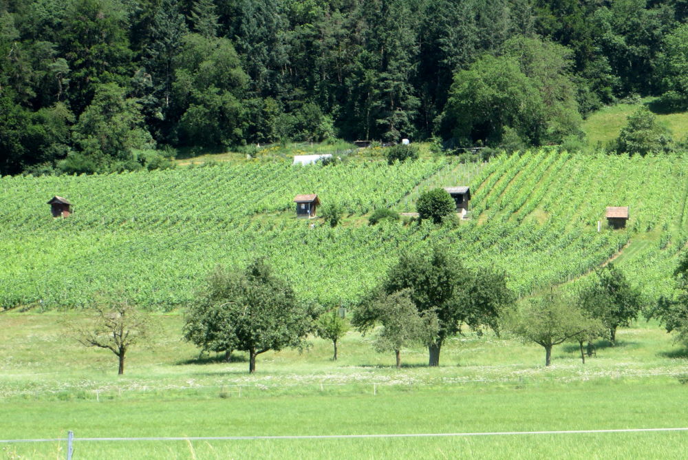 Wein vor Hemishofen (4.7.2019; Foto: Meyerbröker)