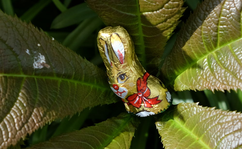 Ein Schoko-Hase hat sich auf das große Schaublatt verirrt (16.4.2017; Foto: Klare)