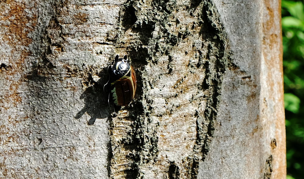 Schoko-Maikäfer auf dem Baum (16.4.2017; Foto: Klare)