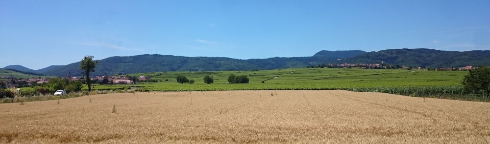 Weizen und Wein (10.7.2019; Foto: Klare)