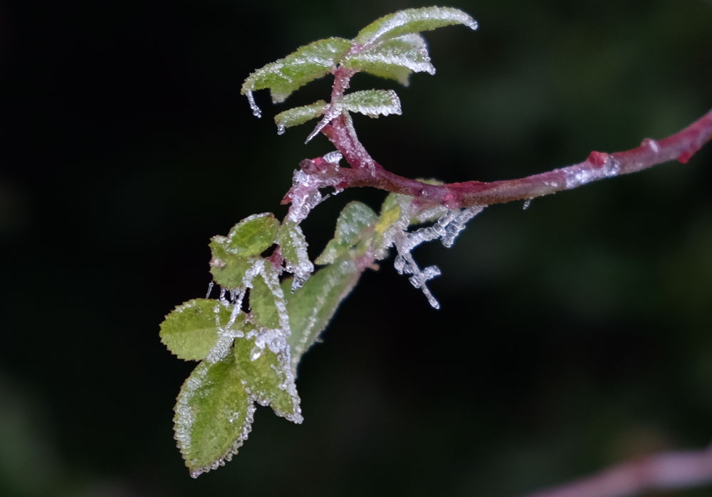 Rose im Frost (1.1.20202; Foto: Klare)
