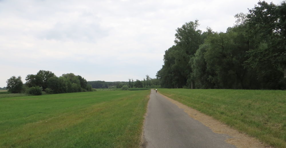 Rhein-Radweg (13.7.2019; Foto: Meyerbröker)