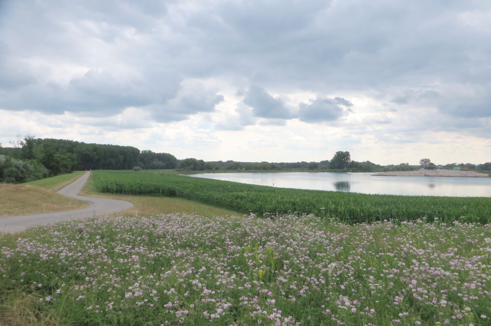 Baggersee und Blüten (13.7.2019; Foto: Meyerbröker)