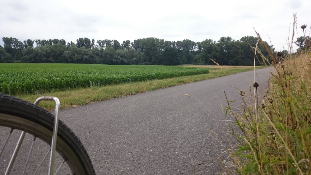 Auf dem Weg (14.7.2019; Foto: Klare)