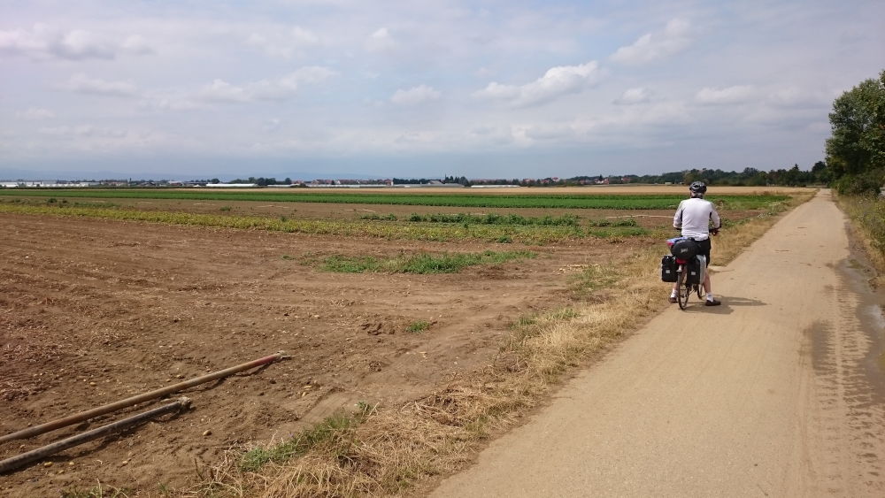 Nicht Industrie, sondern Gemüse (bei Ludwigshafen, 14.7.2019; Foto: Klare)