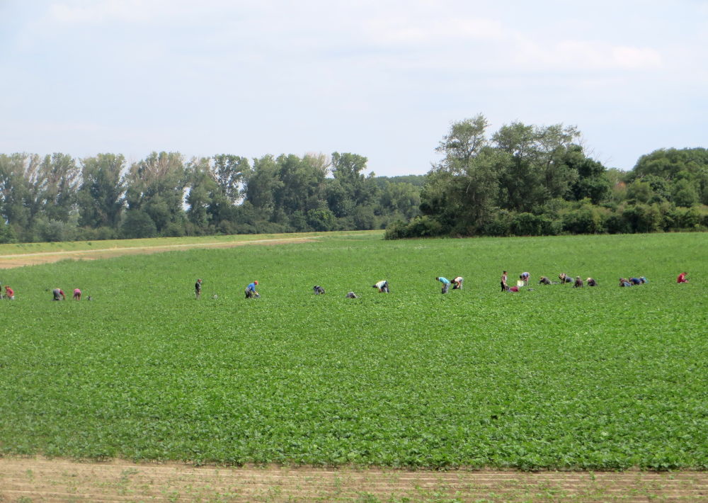 Feldarbeiter (14.7.2019; Foto: Meyerbröker)