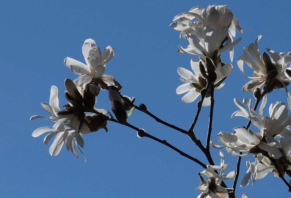 Feuerwerk in Weiß: Die Sternmagnolie (22.3.2020; Foto: Klare)