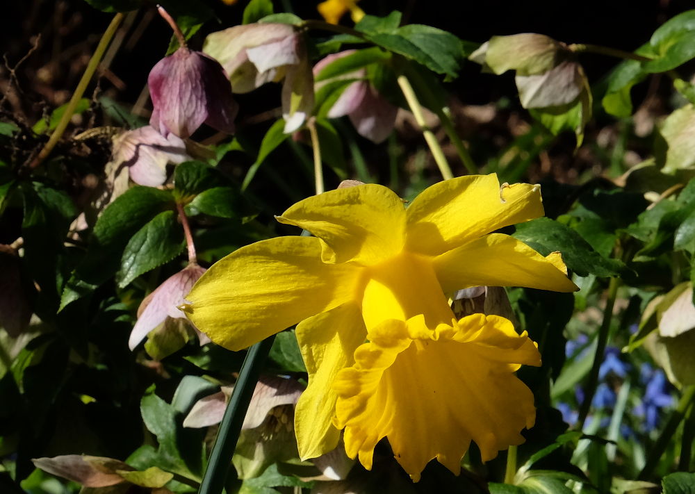 Dreiklang: Osterglocke, Christrose und Blausternchen (22.3.20202; Foto: Klare)