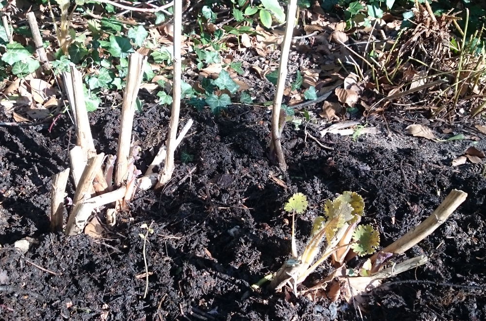 Der Federmohn hat seine Portion Kompost bekommen (23.3.2020; Foto: Klare)