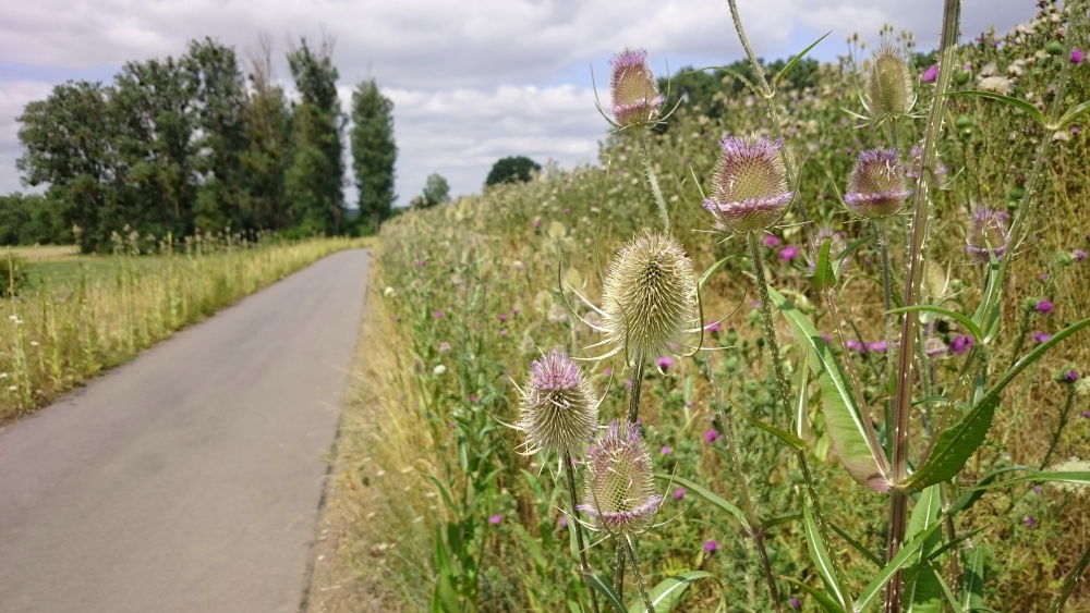 Große Disteln säumen den Weg (15.7.2019; Foto: Klare)