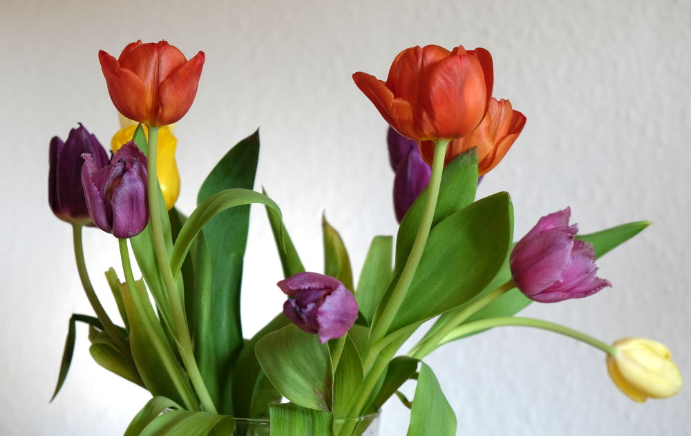 Tulpen auf dem Ostertisch (12.4.2020; Foto: Klare)