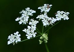 Wiesenkerbel (10.5.2020; Foto: Klare)