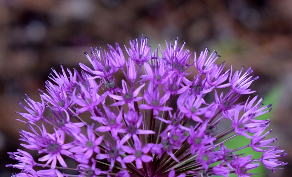 Allium-Blüte (10.5.2020; Foto: Klare)
