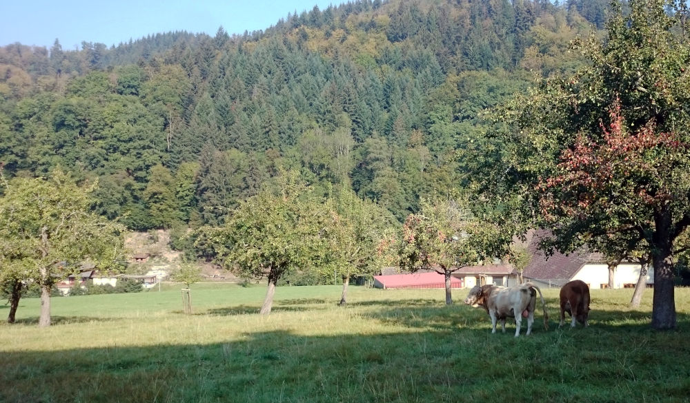 Münstertal unterhalb St. Trudpert (17.9.2020; Foto: Henning Klare)