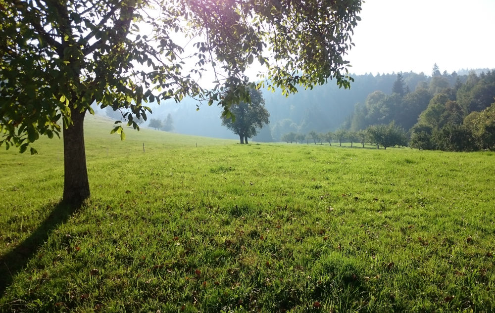 Münstertal bei St. Trudpert (17.9.2020; Foto: Henning Klare)