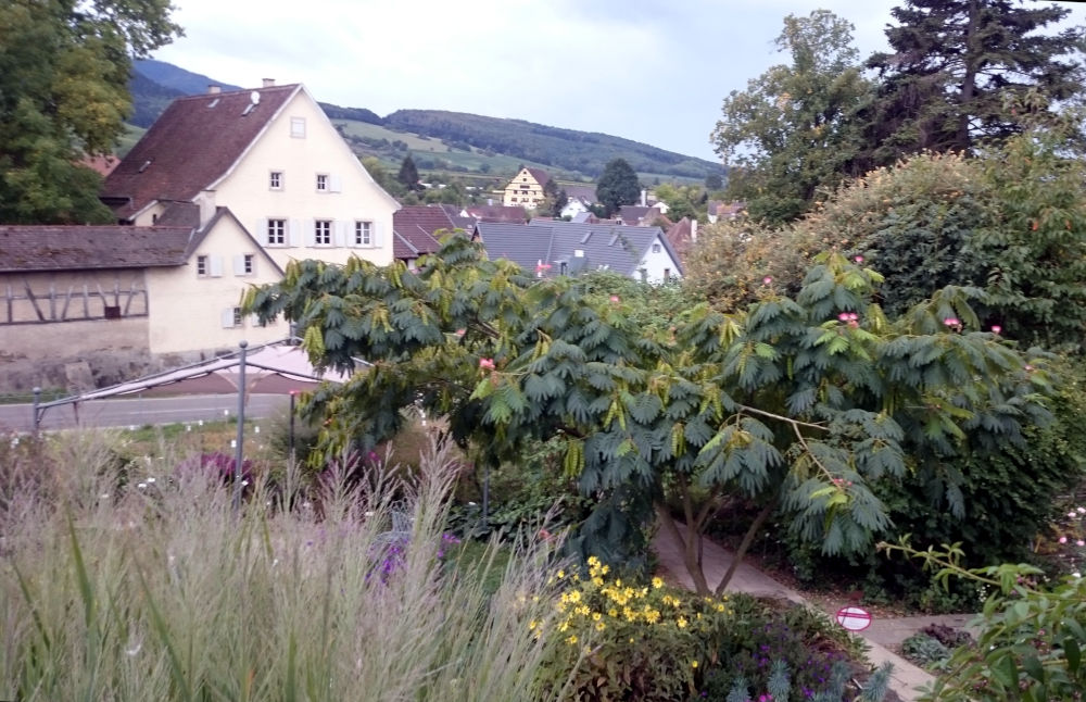 Zum Kaffee in der Staudengärtnerei Laufen (24.9.2020; Foto: Henning Klare)