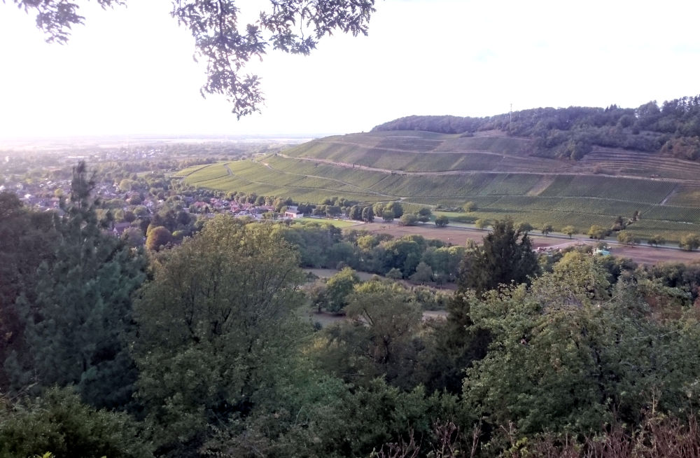 Blick vom Badenweiler Burgberg auf den Römerberg (25.9.2020; Foto: Henning Klare)