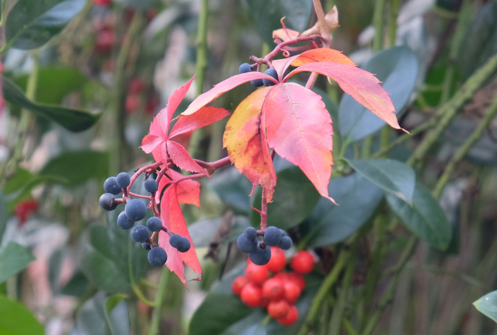 Weinbeeren im Ilex (01.11.2020; Foto. Henning Klare)