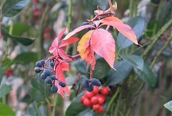 Weinbeeren im Ilex (01.11.2020; Foto. Henning Klare)