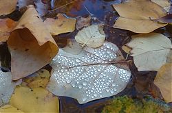 Herbstlaub 1 (31.10.2020; Foto: Henning Klare)