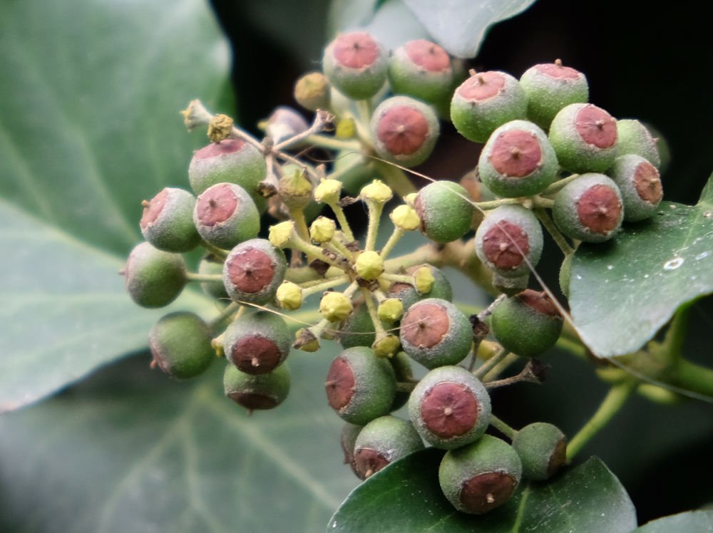 Ein Blütenstand, umgeben von Früchten des Efeu (15.11.2020; Foto: Henning Klare)