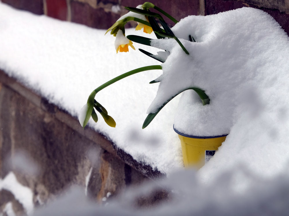 Terzetten: Leuchtende Blüten im Schnee (7.2.2021; Foto: Klare)