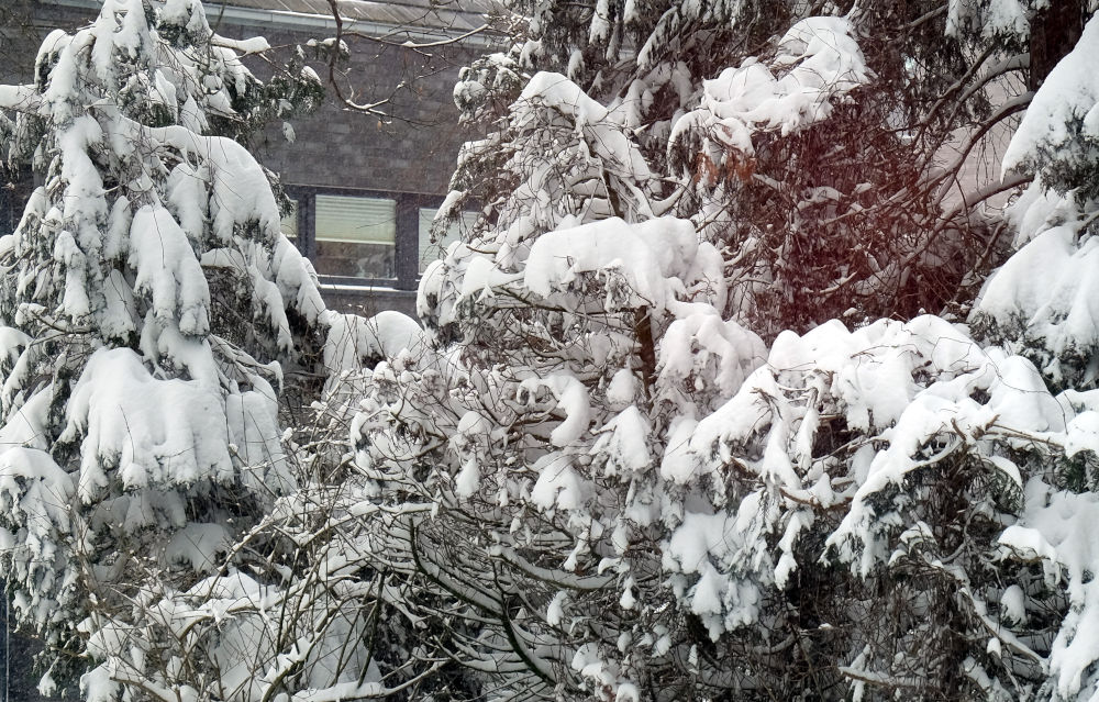 Lebensbaum und wilder Wein im Schnee (7.2.2021; Foto: Klare)