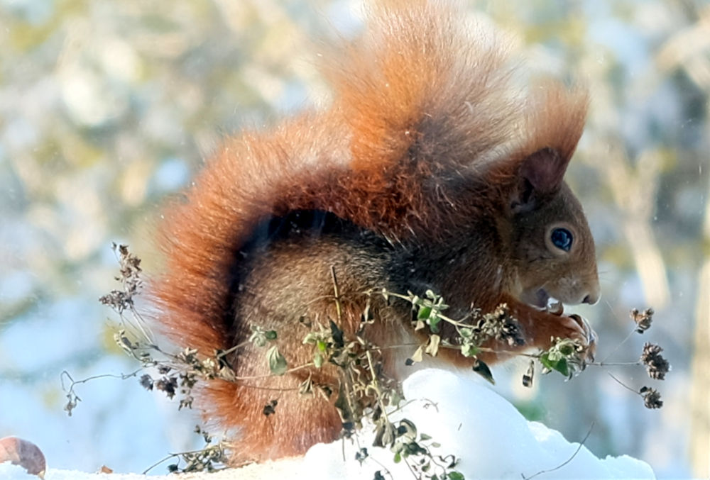 Eichhörnchen "Dora" auf der Fensterbank (9.2.2021; Foto: Henning Klare)