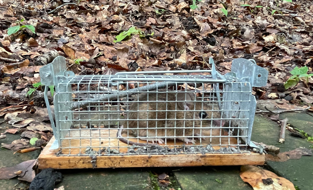 Hier geht es ab in den Wald (27.5.2021; Foto: Henning Klare)