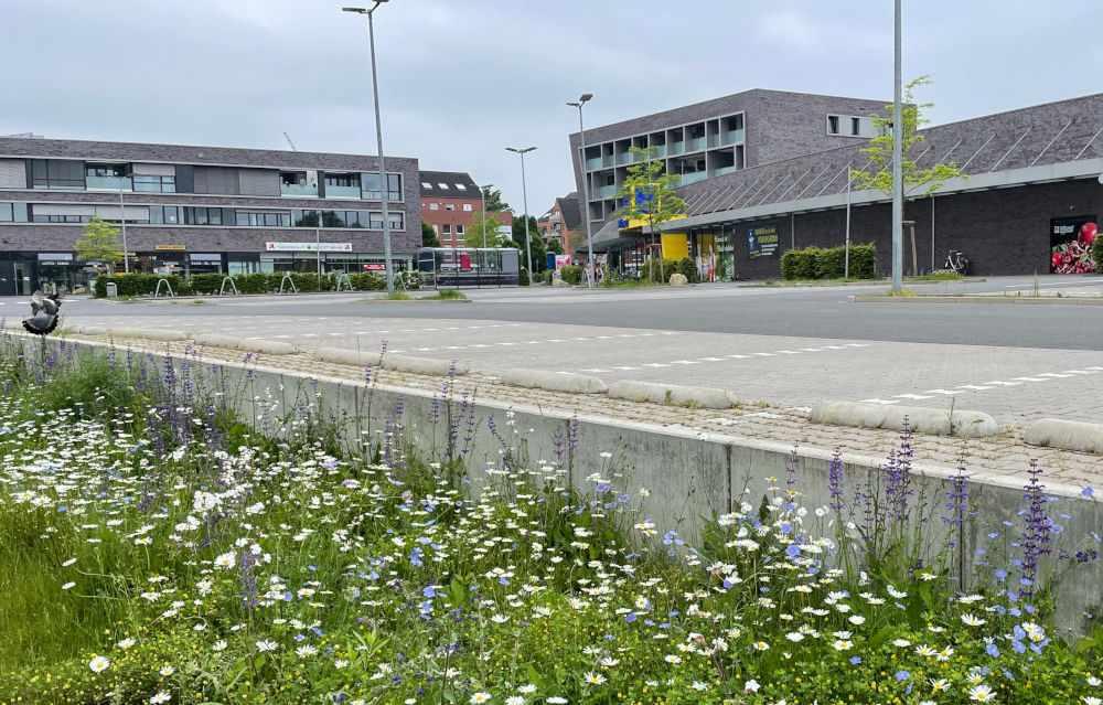 Blümchen und Ödnis: Parkplatz am Wiewel-Supermarkt (6.6.2021; Foto: Henning Klare)