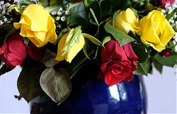 Freitag gekauft, Sonntag nicht mehr schön, Montag schlapp zum Wegwerfen (7.6.2021; Foto: Henning Klare)