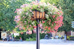 Blumenampel vor St. Clemens (6.8.2018; Foto: Henning Klare)