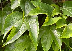 Mit Klimaautomatik: Wllder Wein (19.6.2021; Foto: Henning Klare)