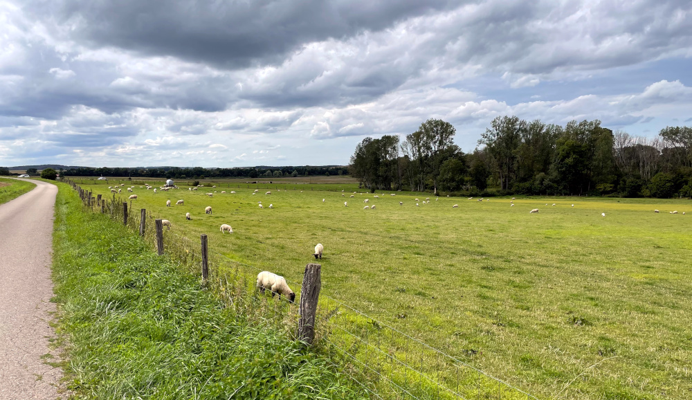 Bei Réchicourt-le-Château (9.8.2021; Foto: Henning Klare)