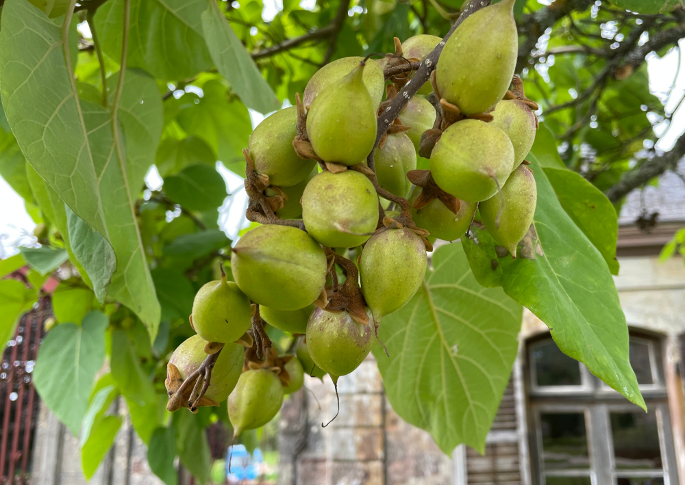 Botanischer Garten Autrey: Exotische Früchte am Baum (10.8.2021; Foto: Henning Klare)