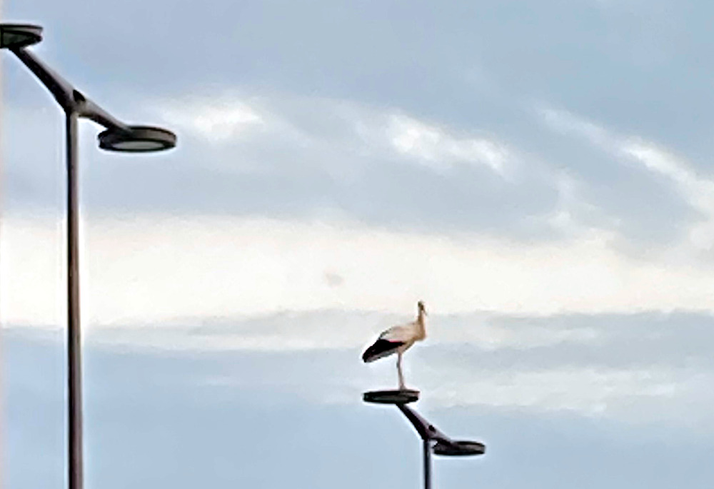 Im dritten Anlauf ist der Storch auf der Laterne gelandet (Cernay, 13.8.2021; Foto: Klare)