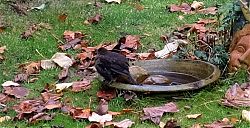 Frisch gebadete Drossel (13.11.2021; Foto: Henning Klare)