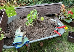 Ab in den Winterschlaf: Geranie im Herbst (22.11.2021; Foto: Henning Klare)