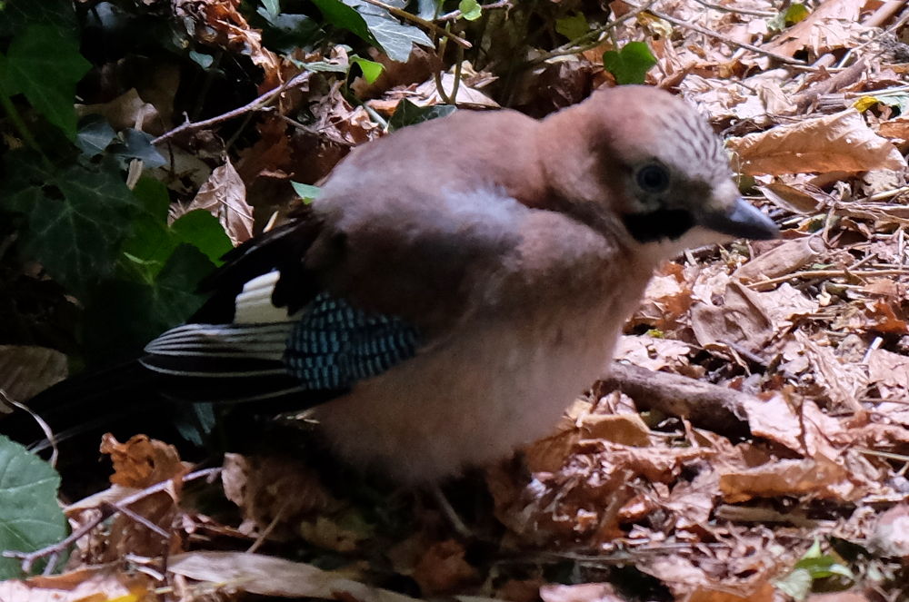 Eichelhäher-Junges in einem Hiltruper Garten (17.6.2017; Foto: Klare)