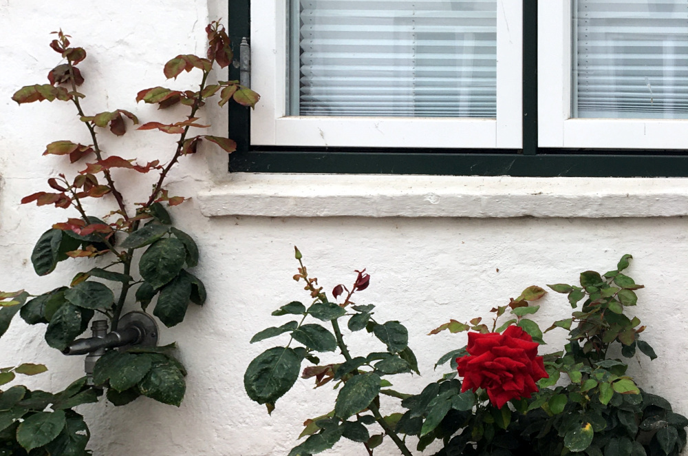 Schleswig: Kaum ein Haus ohne Rosen (18.9.2021; Foto: Henning Klare)