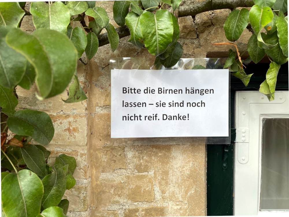 Achtung, Birnenklau (19.9.2021; Foto: Henning Klare)
