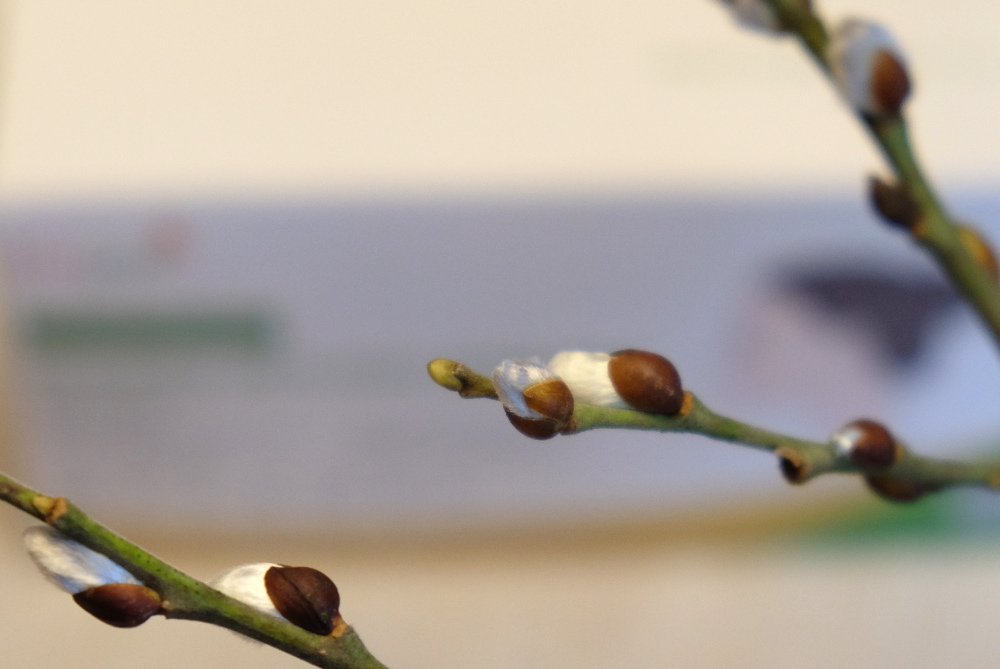 Die Weidenkätzchen treiben (6.2.2022; Foto: Henning Klare)