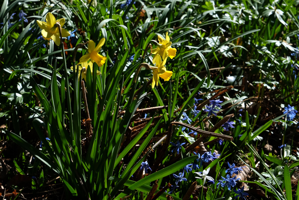 Osterglocken (18.3.2022; Foto: Henning Klare)