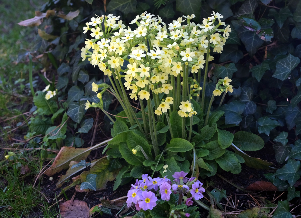 Schlüsselblumen und Primel (18.3.2022; Foto: Henning Klare)