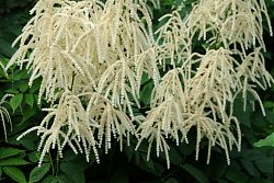 Die Prinzenfeder blüht (12.6.2022; Foto: Henning Klare)