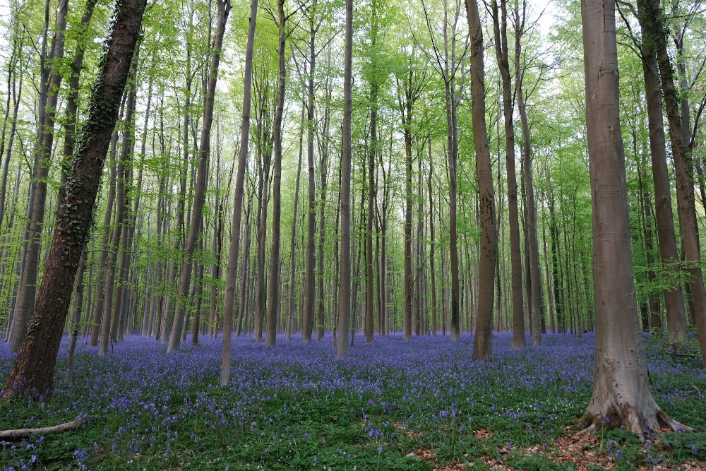 Blau schimmert’s im Hallerbos (28.4.2022)