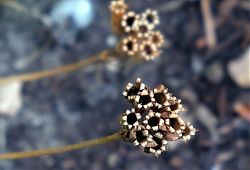 Primel-Samenstände (27.6.2022; Foto: Henning Klare)