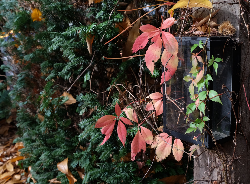 Die Maronen fallen, der Wein wird rot: Herbst! (28.10.2022; Foto: Henning Klare)